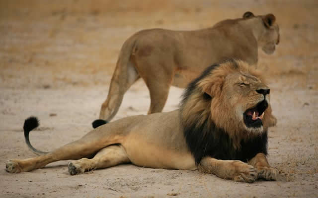 Cecil-the-Lion-in-Zimbabwe-640x400